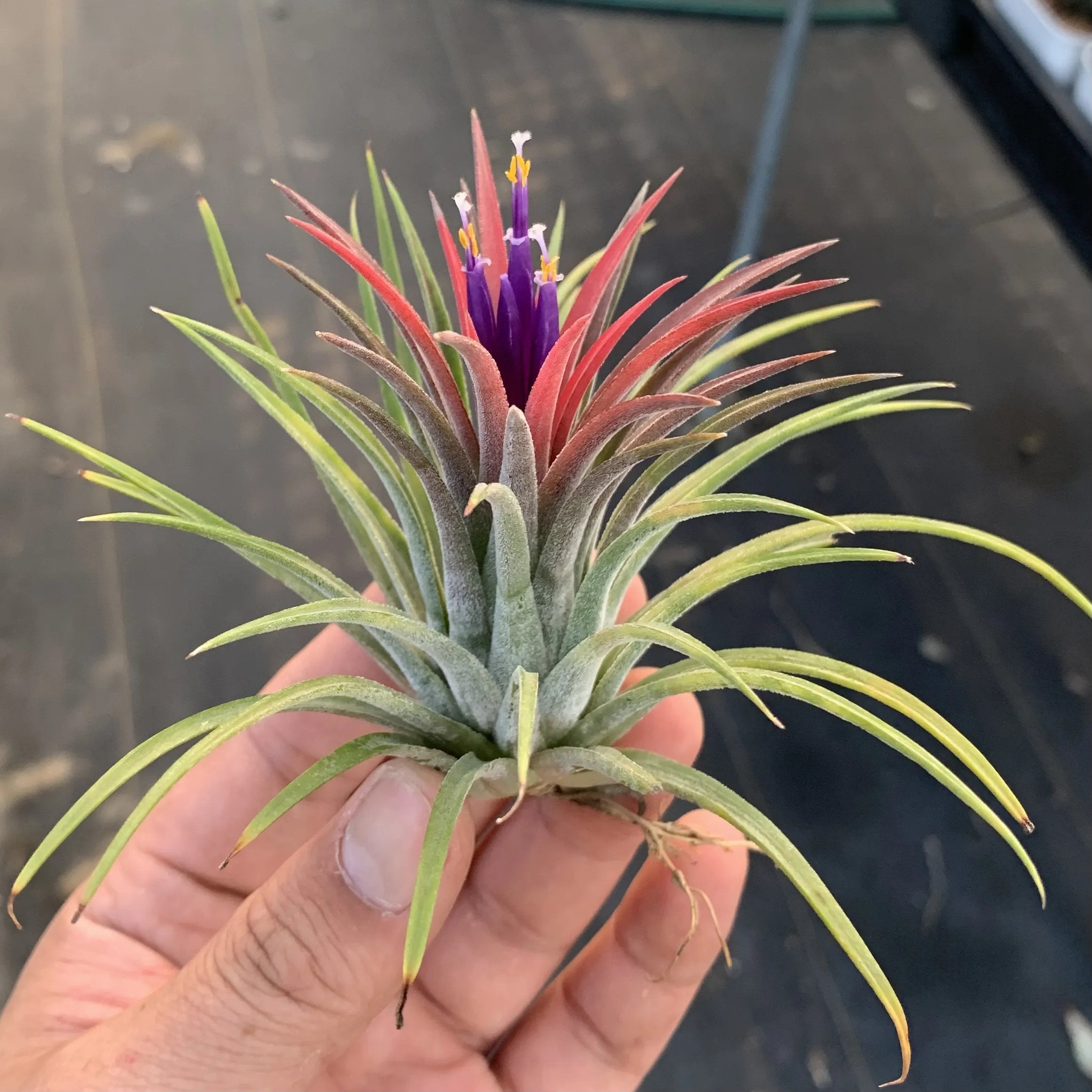 HÄNGE-LUFTPFLANZE QUALLE