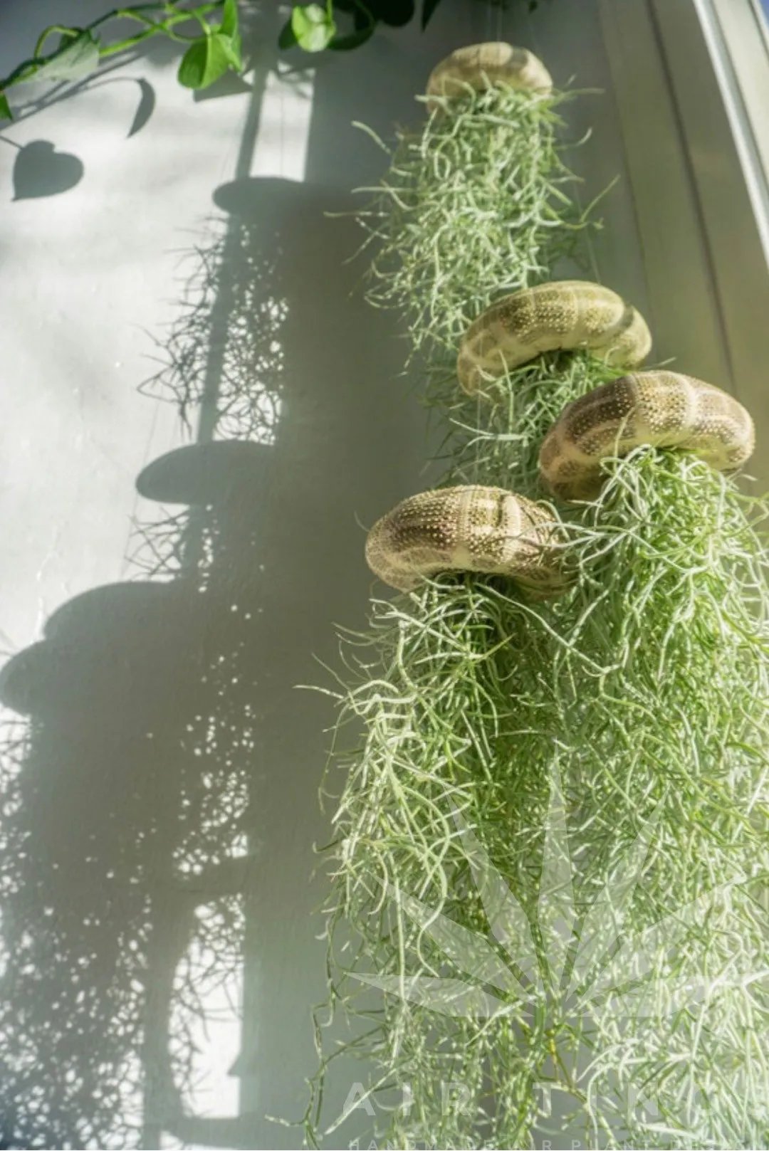 HÄNGE-LUFTPFLANZE QUALLE