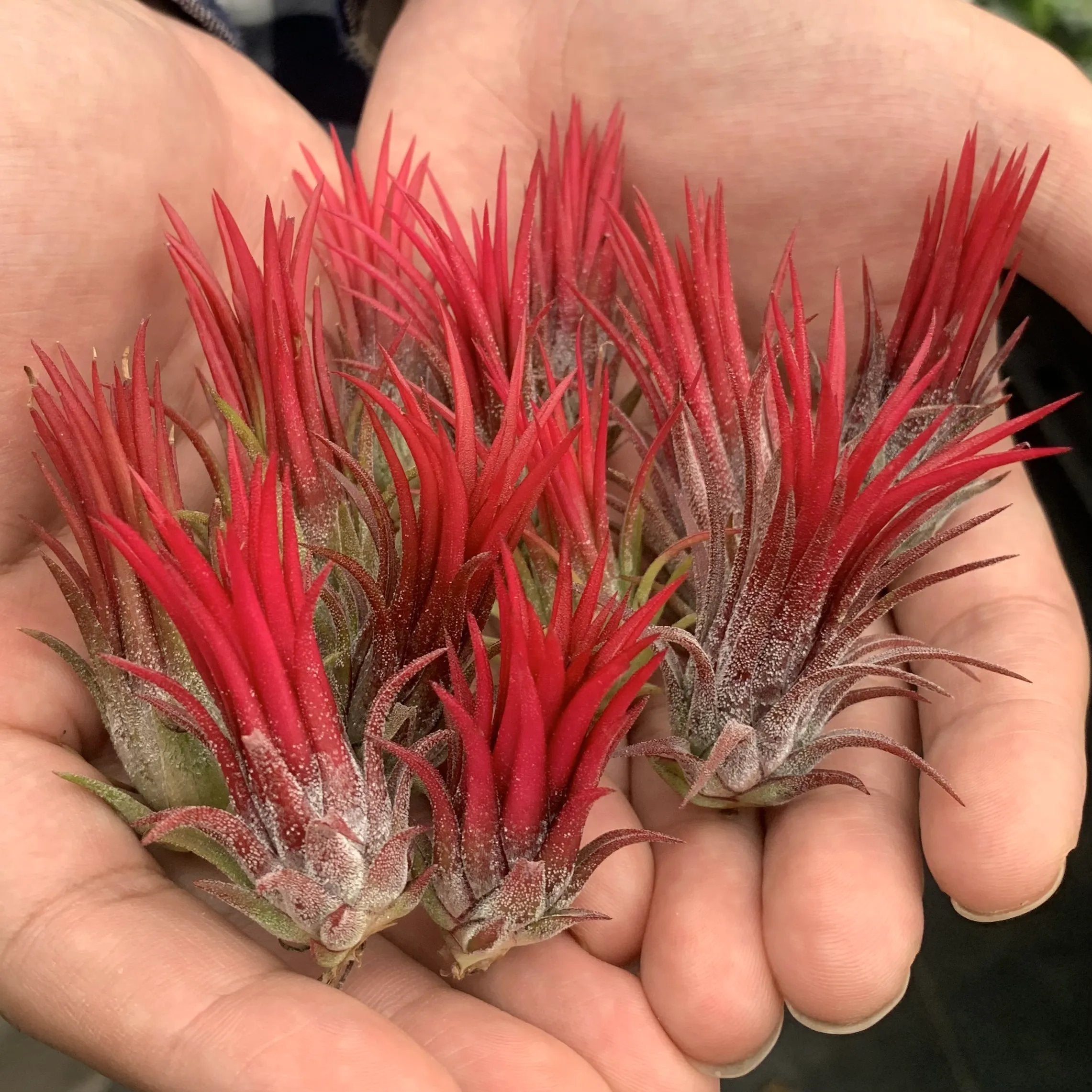 HÄNGE-LUFTPFLANZE QUALLE