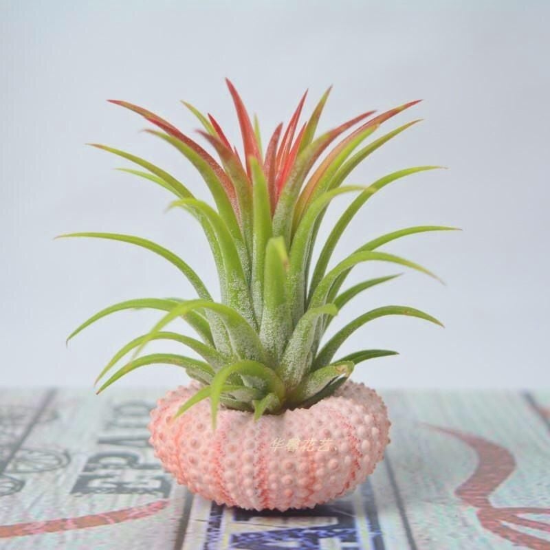 HÄNGE-LUFTPFLANZE QUALLE