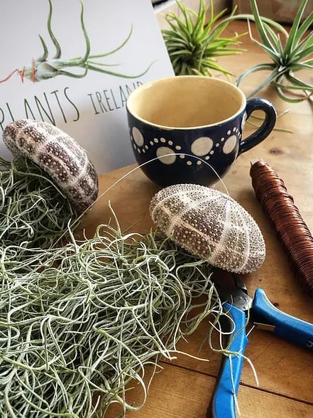 HÄNGE-LUFTPFLANZE QUALLE