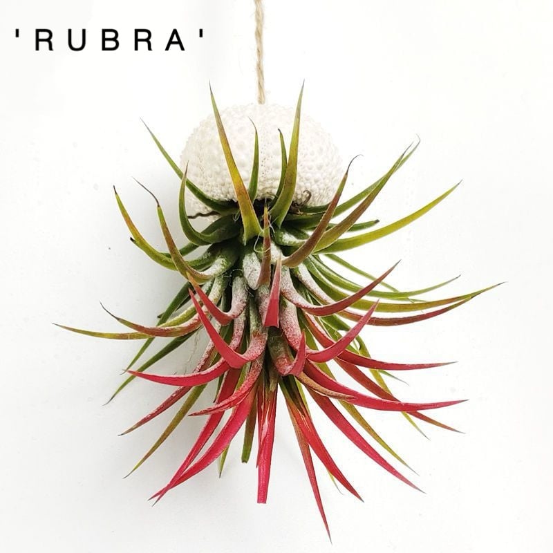 HÄNGE-LUFTPFLANZE QUALLE