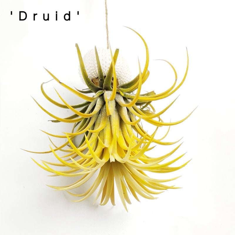 HÄNGE-LUFTPFLANZE QUALLE