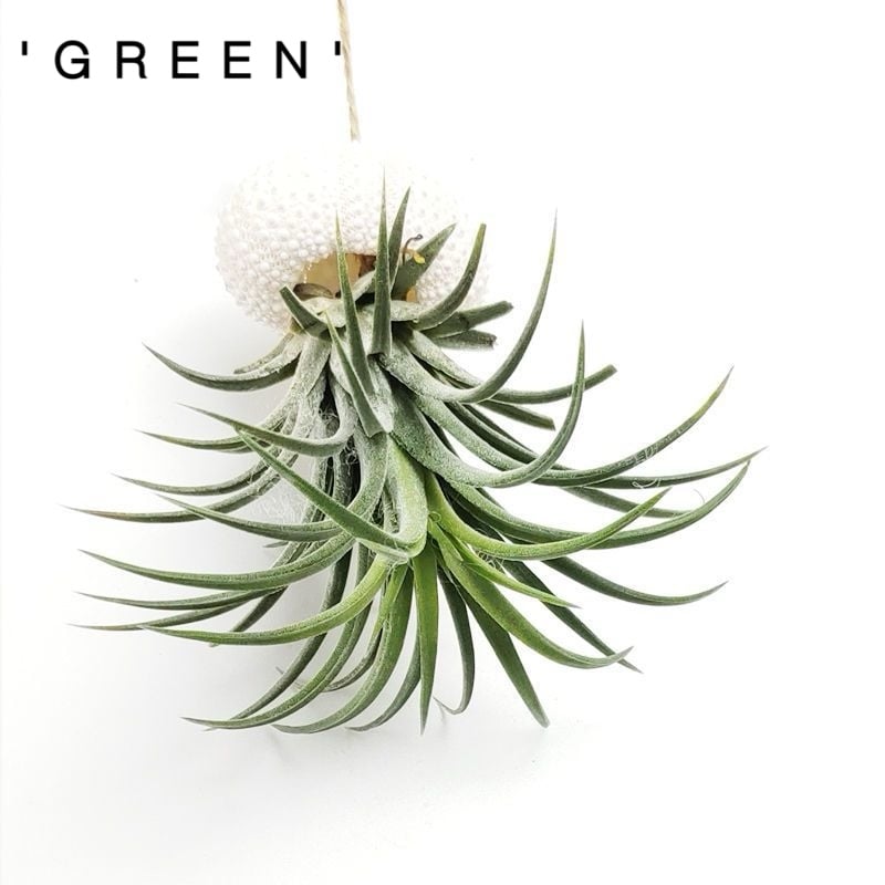 HÄNGE-LUFTPFLANZE QUALLE